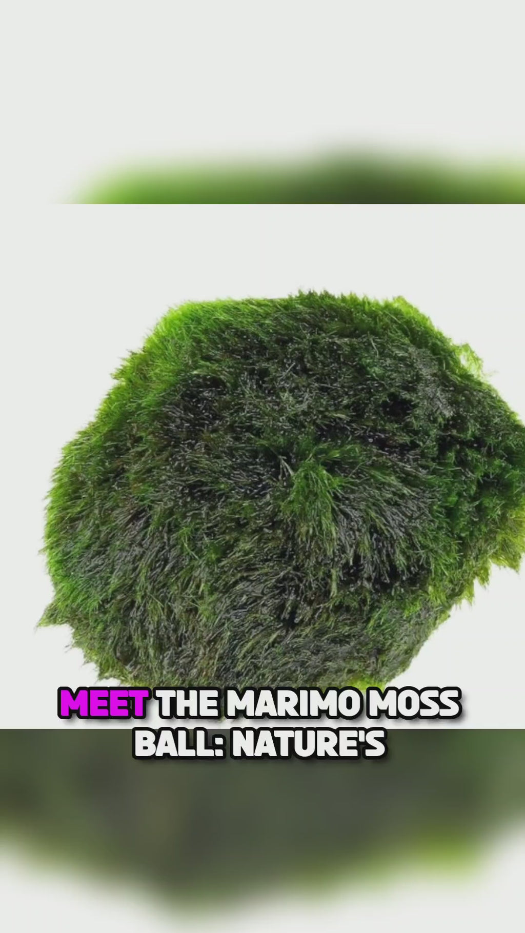 Linnaei Moss Ball Introduction and Care