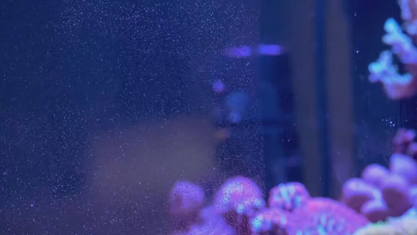 Maxspect Refine Aquarium Scraper in action, showcasing clarity and cleanliness in the aquarium environment.