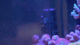 Maxspect Refine Aquarium Scraper in action, showcasing clarity and cleanliness in the aquarium environment.