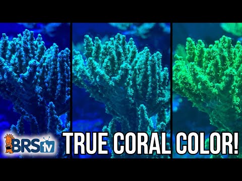 Maxspect TrueReef Filter Lens showcasing vibrant true coral colors in a reef aquarium.