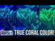 Maxspect TrueReef Filter Lens showcasing vibrant true coral colors in a reef aquarium.