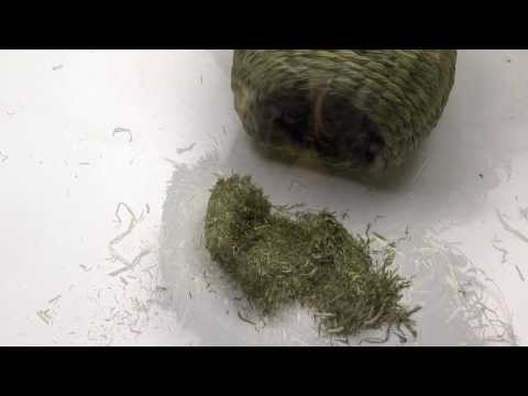 Oxbow Harvest Stacks Western Timothy hay portion for small pets like rabbits and guinea pigs.