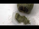 Oxbow Harvest Stacks Western Timothy hay portion for small pets like rabbits and guinea pigs.