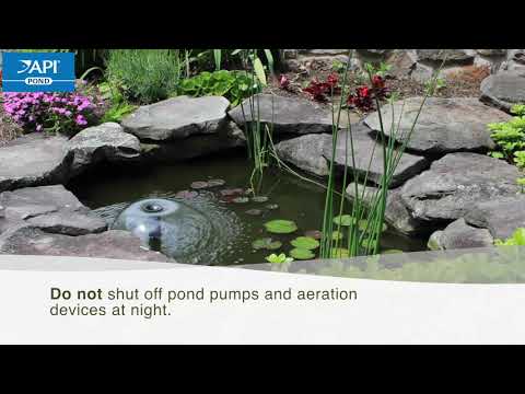 API Pond AlgaeFix 473ml