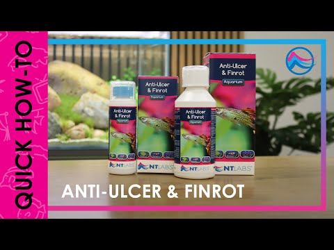 NT Labs Anti-Ulcer & Finrot treatment for fish; effective against bacterial infections in aquariums.