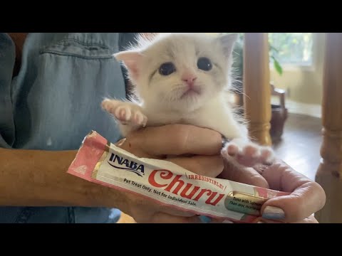 Cute kitten being held while enjoying Inaba Churu Skin & Coat cat treat for healthy fur and hydration.