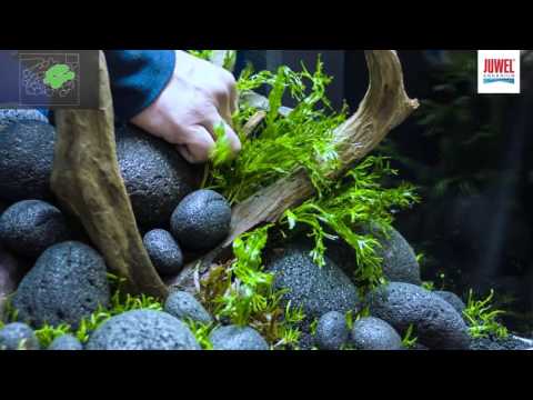 Close-up of a person arranging aquatic plants and stones in a Juwel Lido Aquarium for a natural habitat look.