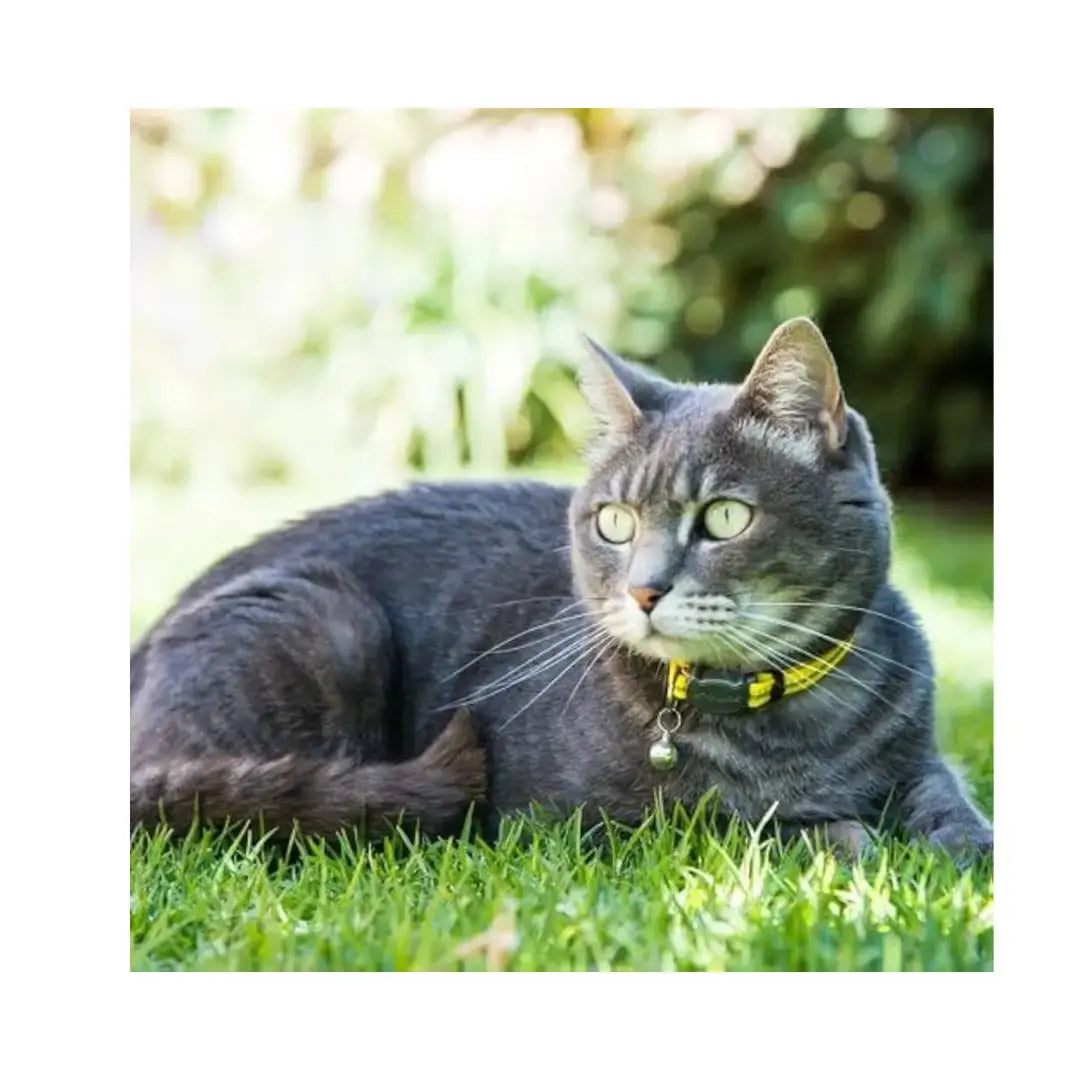 Rogz AlleyCat Kitten and Cat Collar worn by a gray cat lounging on grass outdoors.