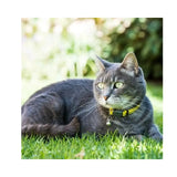 Rogz AlleyCat Kitten and Cat Collar worn by a gray cat lounging on grass outdoors.