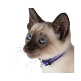 Rogz AlleyCat Kitten and Cat Collar on a cute kitten with blue eyes, showcasing adjustable safety features.