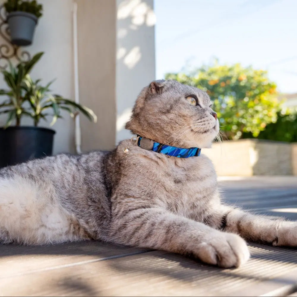 Rogz Fusion Cat Safety Collar on a relaxed cat enjoying the outdoors in a stylish setting.