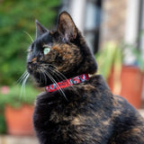 Rogz Fusion Cat Safety Collar on a tortoiseshell cat, showcasing style and safety features for pets.