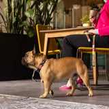 Rogz Fusion Classic Dog Collar showcased on a stylish French Bulldog in a modern cafe setting.