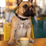 French Bulldog wearing a Rogz Fusion Classic Dog Collar sitting at a table with a coffee cup.
