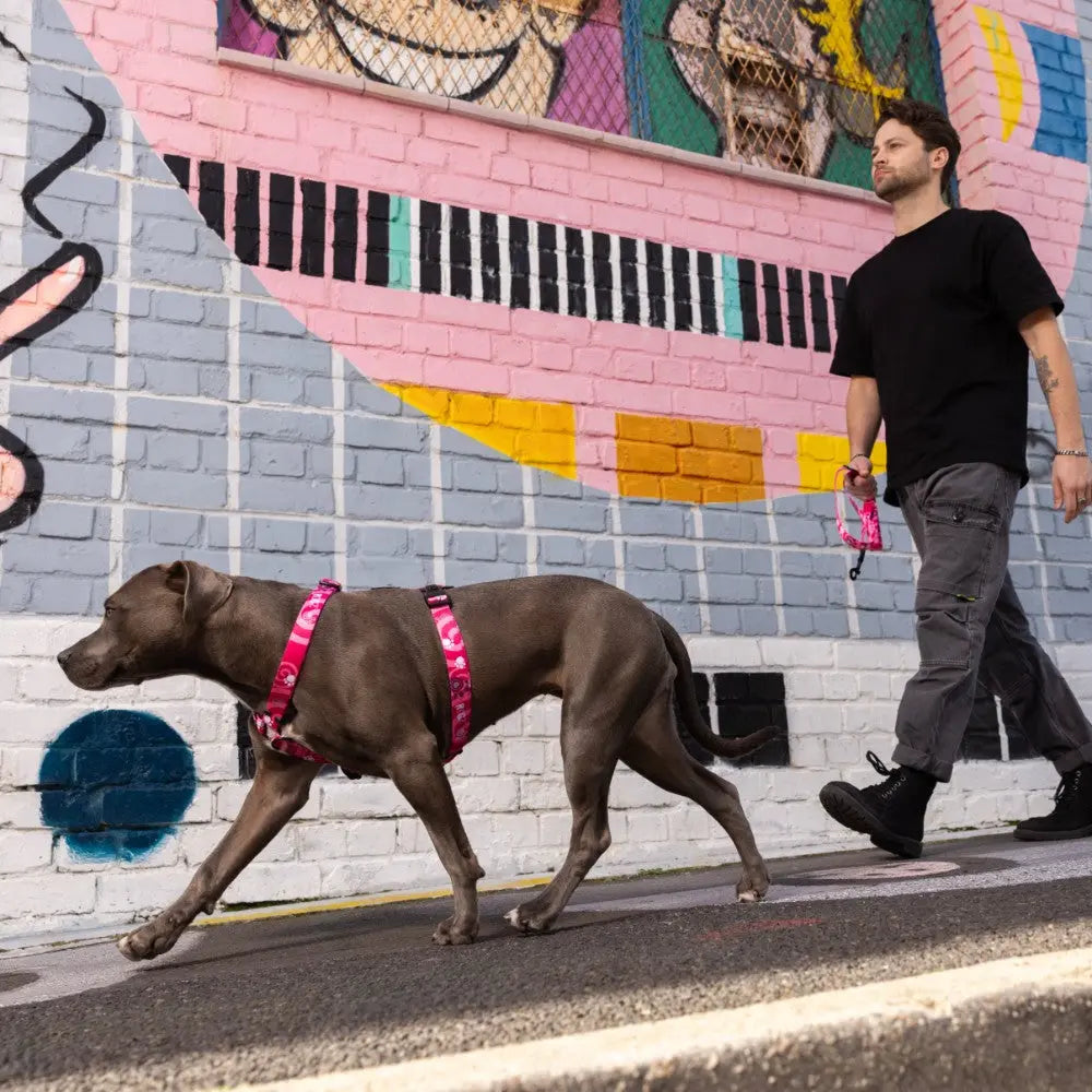 Person walking a dog in a Rogz Fusion Classic Dog Harness against a colorful mural background.