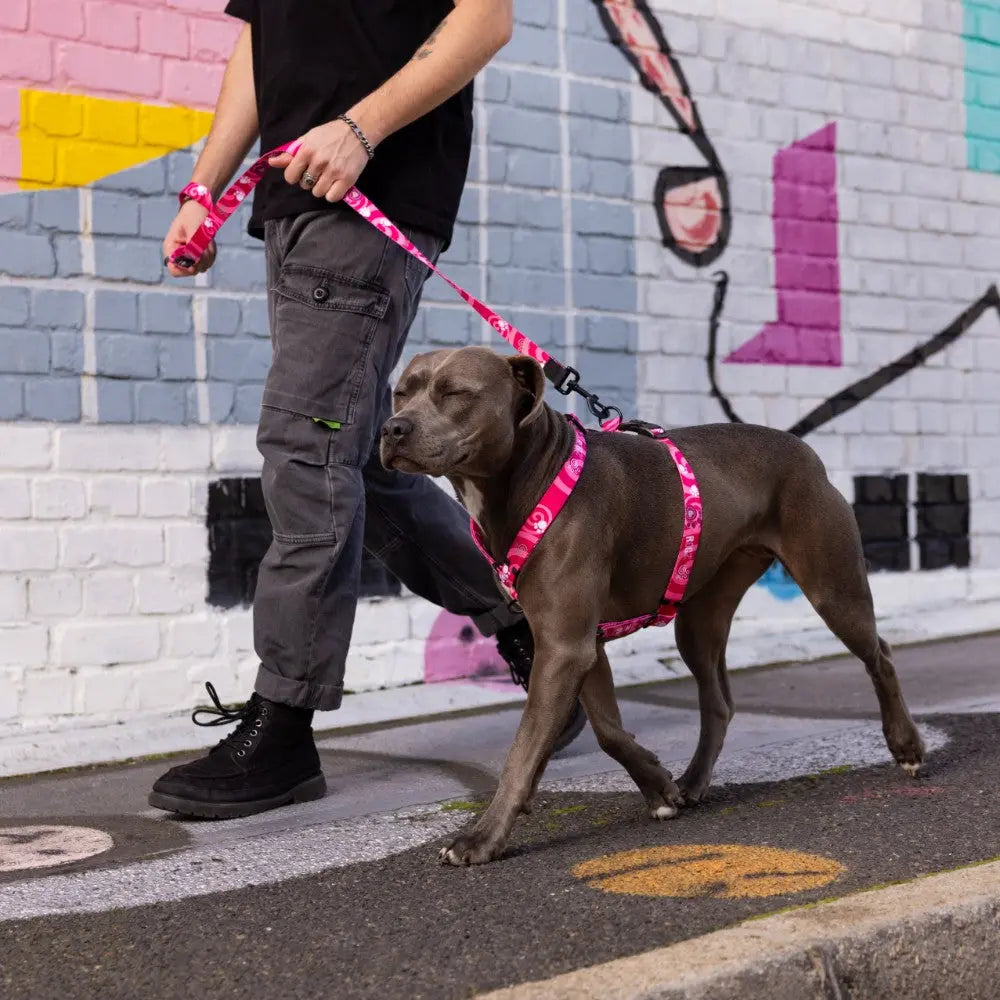 Person walking a dog wearing the Rogz Fusion Classic Dog Harness against a colorful urban background.