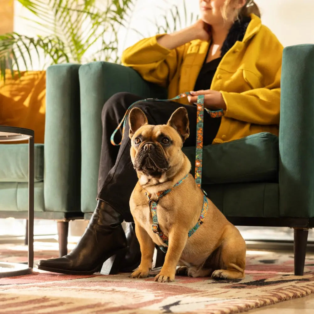 Rogz Fusion Classic Dog Lead used by a woman with a French Bulldog seated on a stylish couch.
