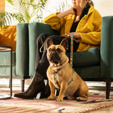 Rogz Fusion Classic Dog Lead used by a woman with a French Bulldog seated on a stylish couch.