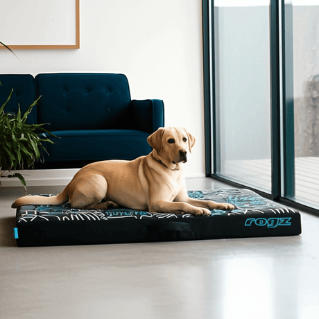 Labrador lounging on a Rogz Graphix Flat Dog Bed, showcasing its stylish design and comfort in a modern home.