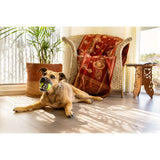 Dog lying on the floor with Rogz Grinz Fetch Frog Toy in its mouth, in a cozy living room setting.
