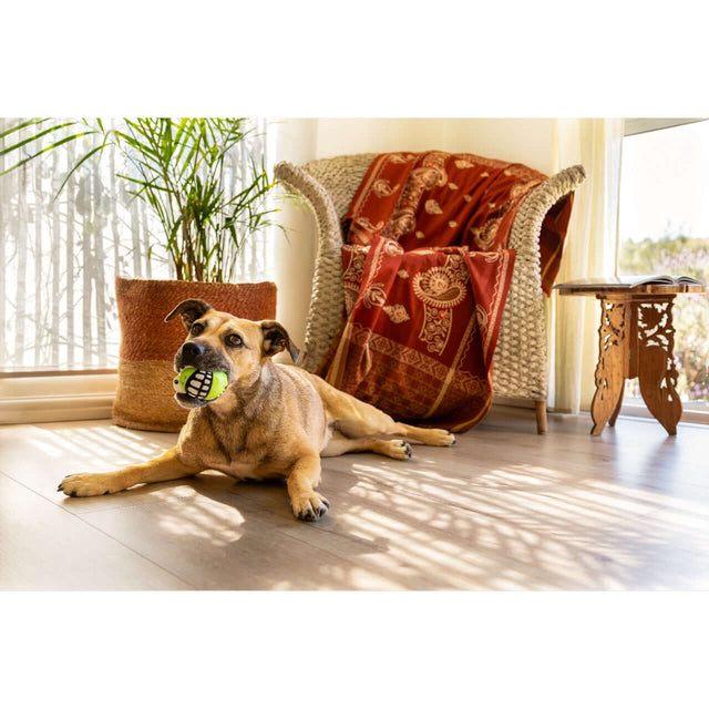Dog lying on the floor with Rogz Grinz Fetch Frog Toy in its mouth, in a cozy living room setting.