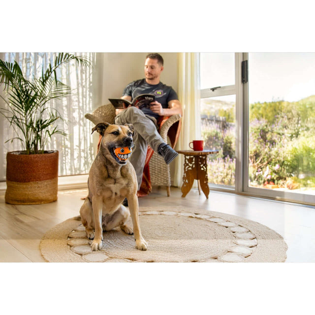 Dog with Rogz Grinz Fetch Puffer Fish Toy, playful with owner reading in a cozy living room.