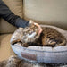 Cozy cat lounging on a gray oval bed, enjoying comfort and affection from its owner on a soft couch.