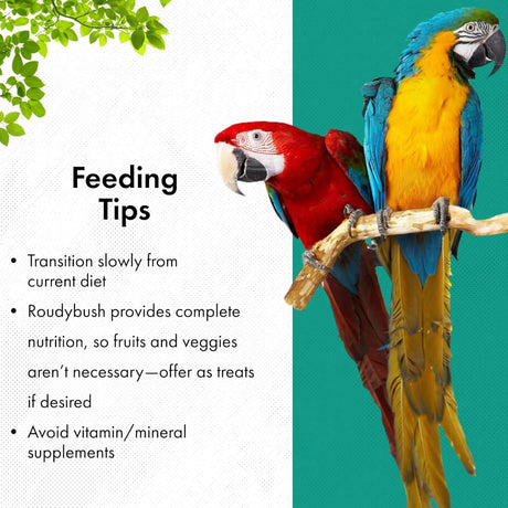 Roudybush California Blend 1.25kg feeding tips for birds with vibrant macaws.