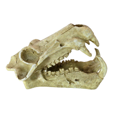 Sabretooth skull aquarium ornament with realistic details, perfect for enhancing aquarium decor.