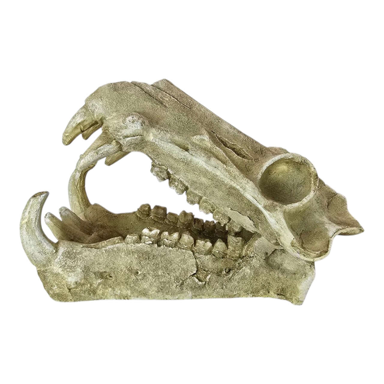 Sabretooth skull aquarium ornament featuring detailed jaw and teeth, perfect for home decor or aquariums.