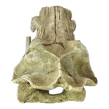 Lifelike Sabretooth skull aquarium ornament made from durable resin, perfect for enhancing your aquarium or home decor.