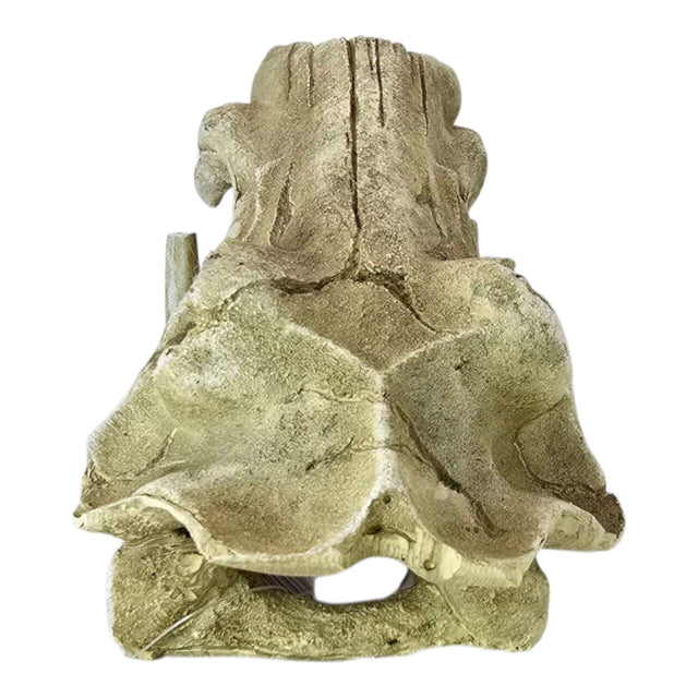 Lifelike Sabretooth skull aquarium ornament made from durable resin, perfect for enhancing your aquarium or home decor.