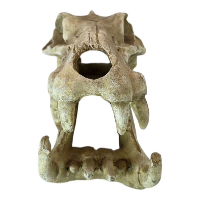 Realistic sabretooth skull aquarium ornament made from durable resin, perfect for adding a prehistoric touch to décor.