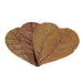 Seachem Catappa leaves for aquariums, ideal for shrimp and Betta fish, promoting natural habitats and tannin release.