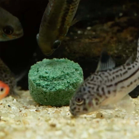 Seachem Herbivore Tabs 85g sinking tablet in aquarium with fish grazing on it