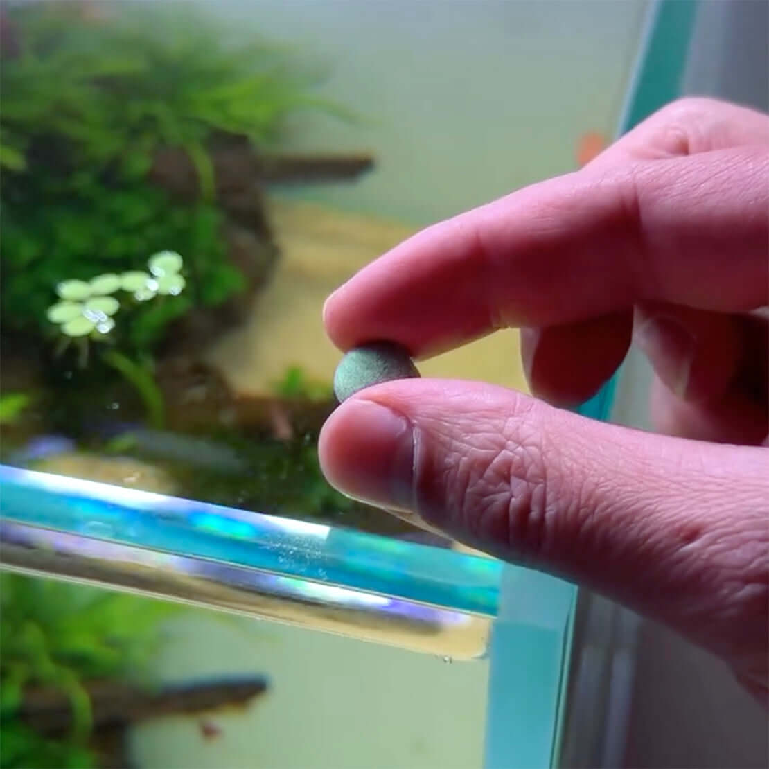 Seachem Herbivore Tabs 85g being held above a freshwater aquarium with aquatic plants.