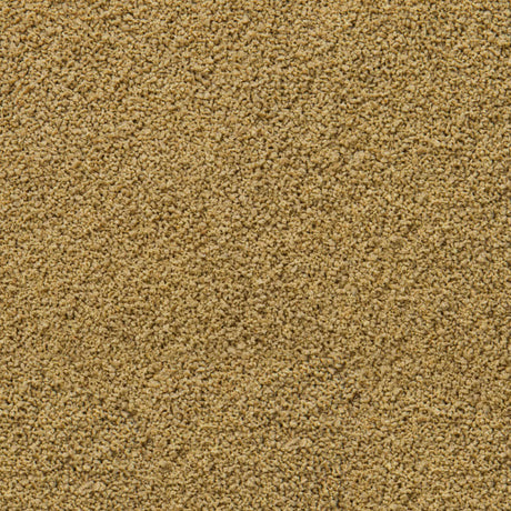 Sera Immune Probiotic Granules XS, fine granules for ornamental fish food, enhancing growth and coloration.