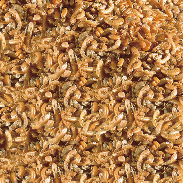 Close-up of Sera Raffy I Nature gammarus and shrimps, a natural treat for terrapins and small carnivorous reptiles.
