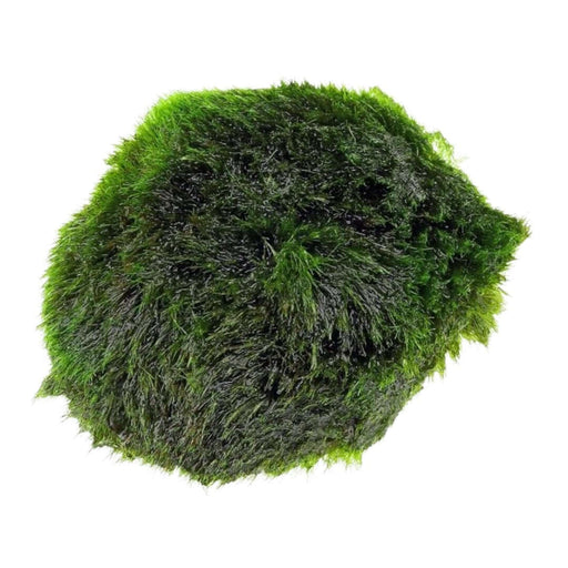 Stoffels Aegagrophila Linnaei Moss Ball, vibrant green algae ball for aquariums, low maintenance aquatic plant.