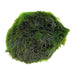 Stoffels Aegagrophila Linnaei Moss Ball, vibrant green aquatic plant in spherical shape, perfect for aquariums.