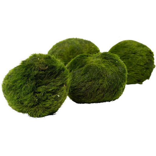 Four vibrant green Marimo Moss Balls (Aegagropila linnaei) for aquariums, showcasing their unique spherical shape.