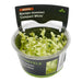 Stoffels Bacopa Monnieri Compact White in vitro aquatic plant in a clear container, featuring compact green leaves.