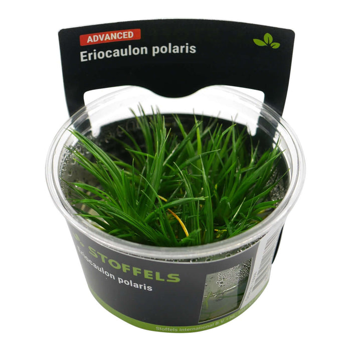 Stoffels Eriocaulon Polaris in-vitro plant in plastic container showcasing vibrant green spiky leaves.