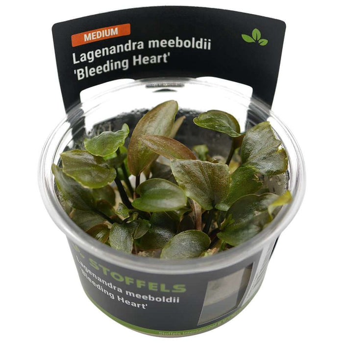 Lagenandra meeboldii 'Bleeding Heart' in-vitro plant in clear container showcasing vibrant leaves and unique colors.