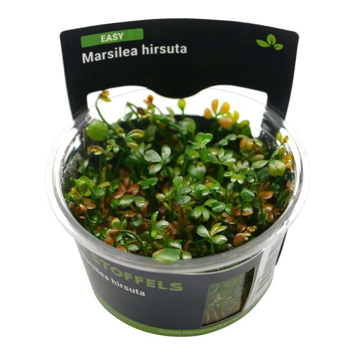 Stoffels Marsilea Hirsuta in-vitro aquatic plant in cup, ideal for aquascaping and creating lush carpets.