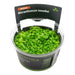 Micranthemum tweediei in a medium-sized container, vibrant green carpeting plant for aquascaping.