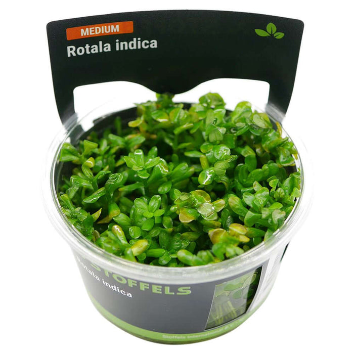 Stoffels Rotala Indica plant in vitro, showcasing compact, bushy green leaves for aquascaping.