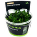 Stoffels Staurogyne Repens In-vitro aquatic plant in medium-sized container with vibrant green leaves.