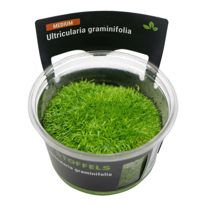 Stoffels Utricularia Graminifolia in vitro, vibrant green aquatic plant ideal for lush aquarium carpeting.