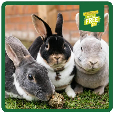 Three healthy rabbits enjoying playtime on grass, showcasing vibrant and happy pet companionship.
